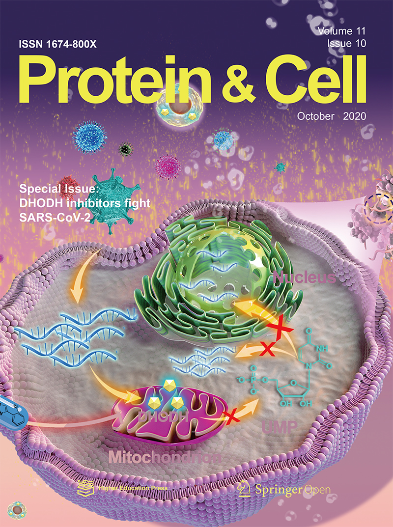 Novel and potent inhibitors targeting DHODH are broad-spectrum antivirals against RNA viruses including newly-emerged coronavirus SARS-CoV-2